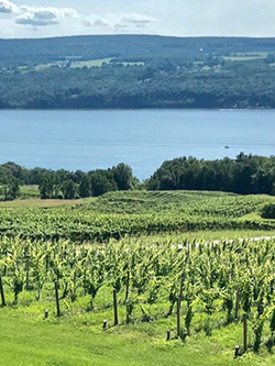 Finger Lakes Vineyard